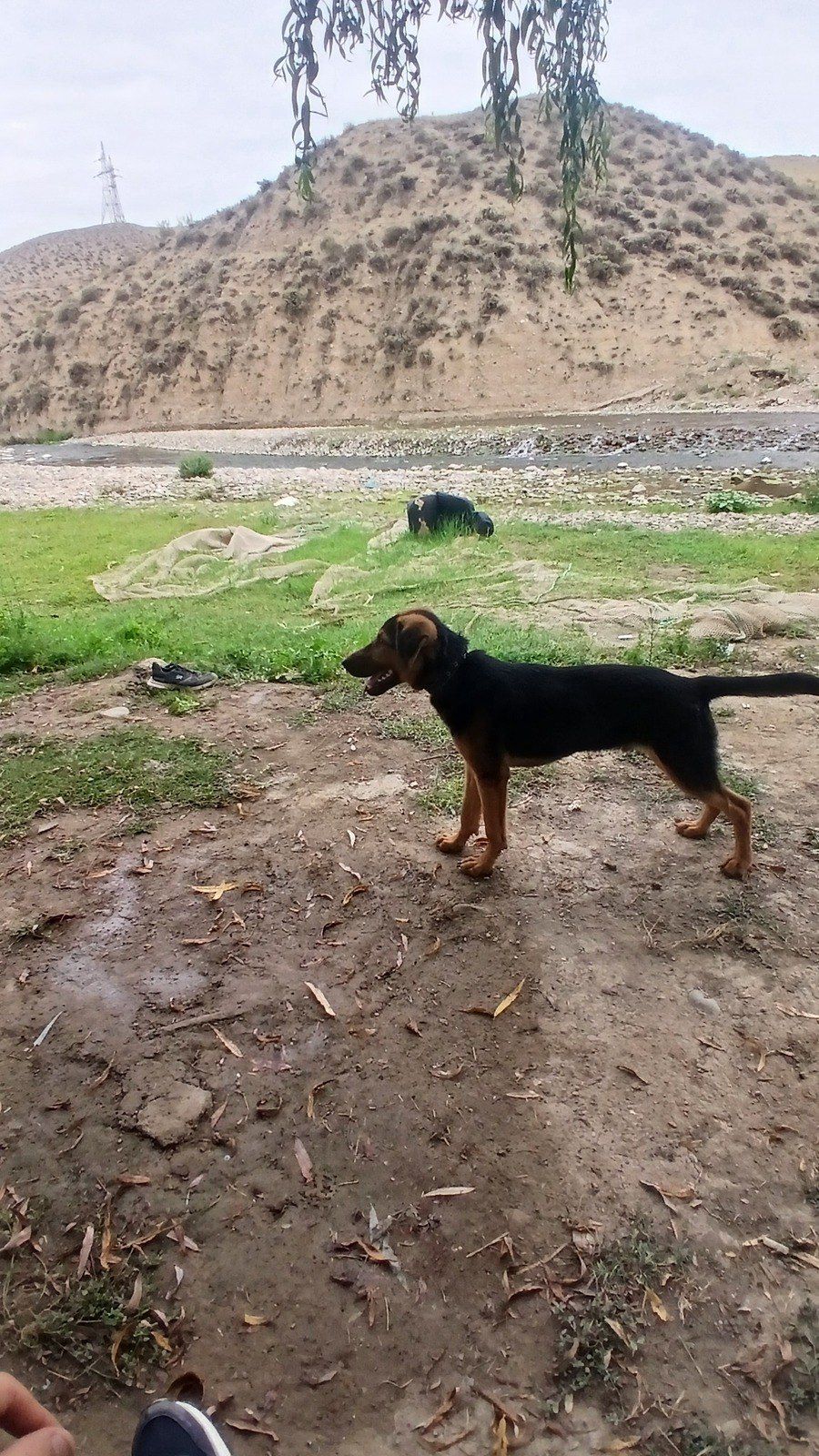 Polyak Hound ov iti — Heyvanlar, Tovuz (5)