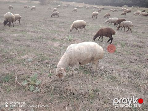Qoyunlar — Qusar
