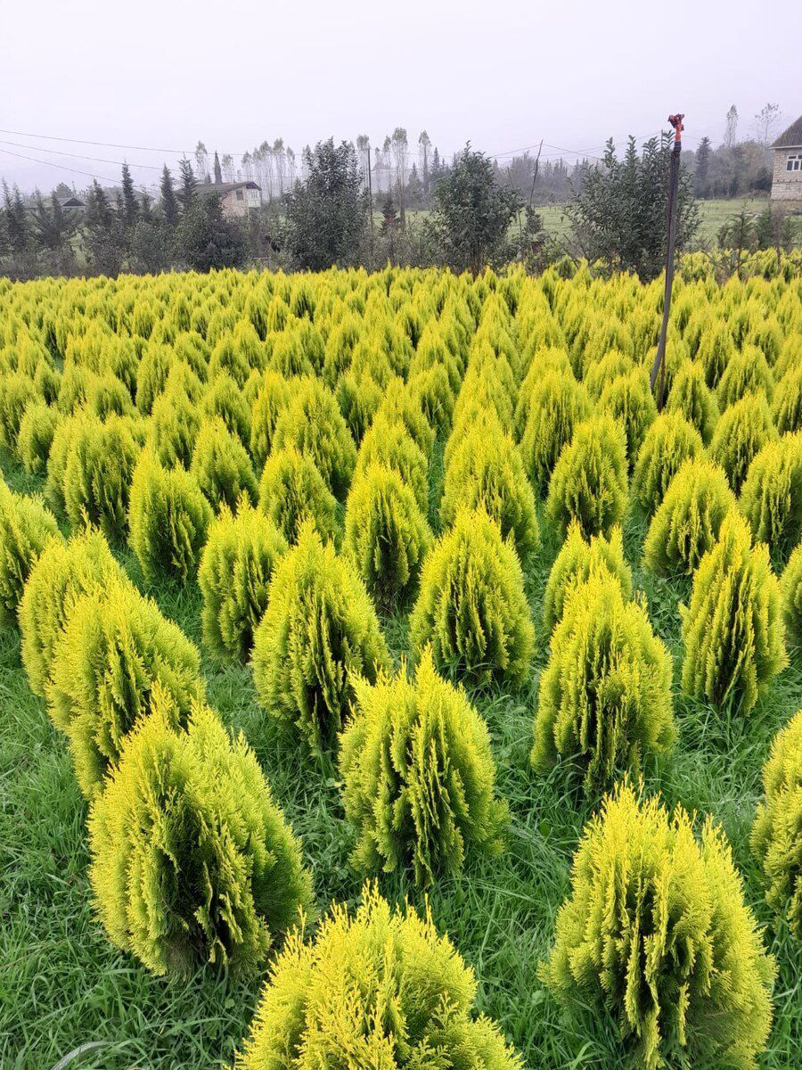 Konus kiparis — Bitkilər, Bakı (2)