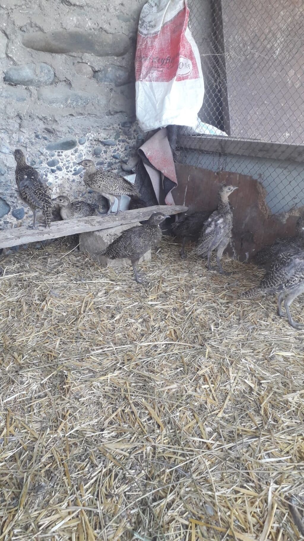 2 ayliq tam saglam qafqaz və rumin qirqovullari satilir .isdeyen olsa — Quşlar, Bərdə (2)