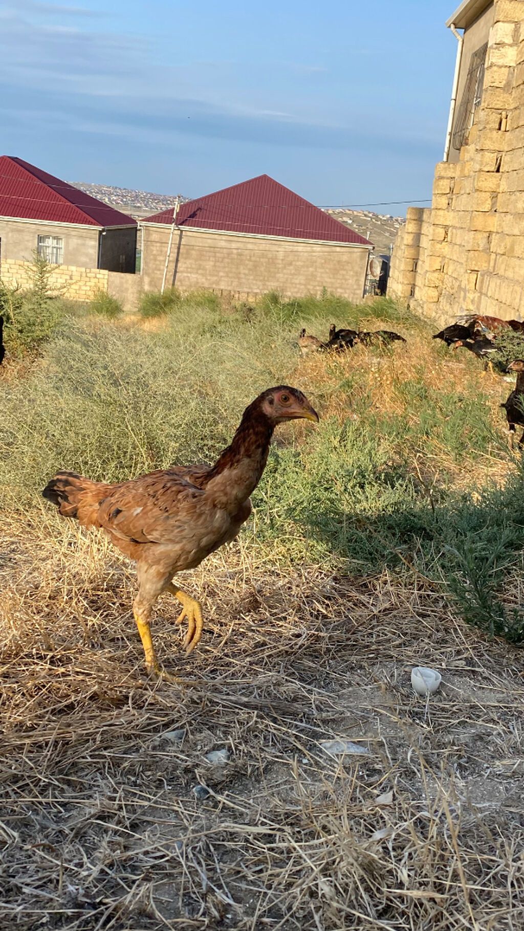 Heyvanlar Balakən-Zaqatala bölgəsində tanınmış xoruzbazın — Quşlar, Bakı (8)