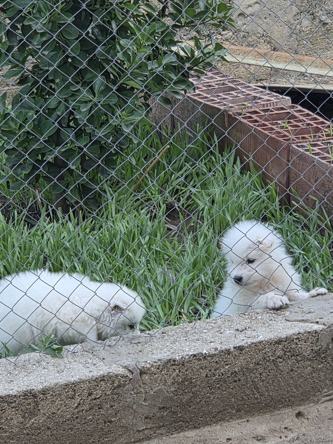 Samoyed — Heyvanlar, Bakı (10)