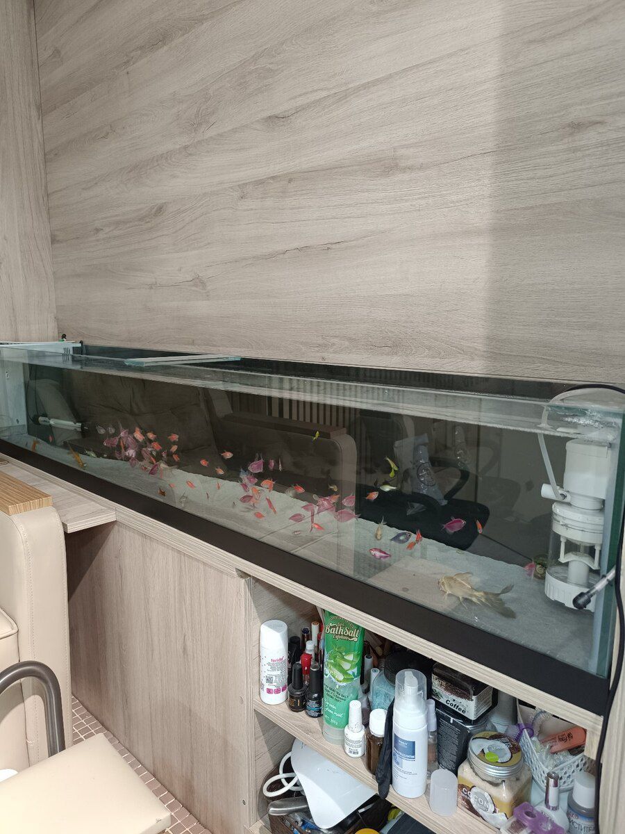 Akvarium — Akvariumlar və balıqlar, Bakı (3)