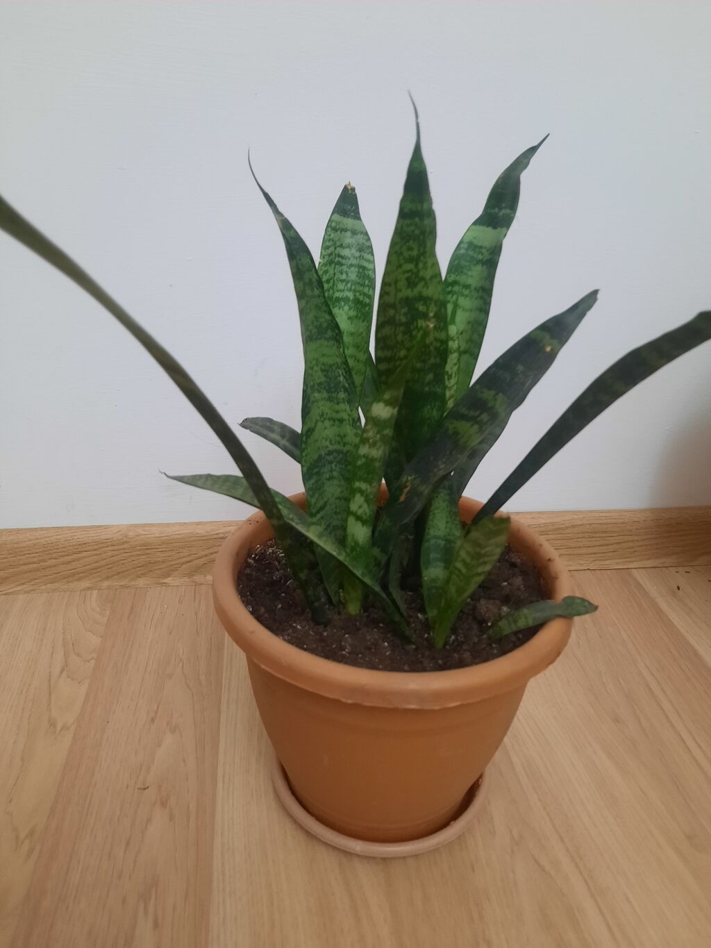 Dibçək gülü Sansevieria,gülü crassula,gülü fikus gülü,aloe gülü — Çiçəklər, Bakı (4)