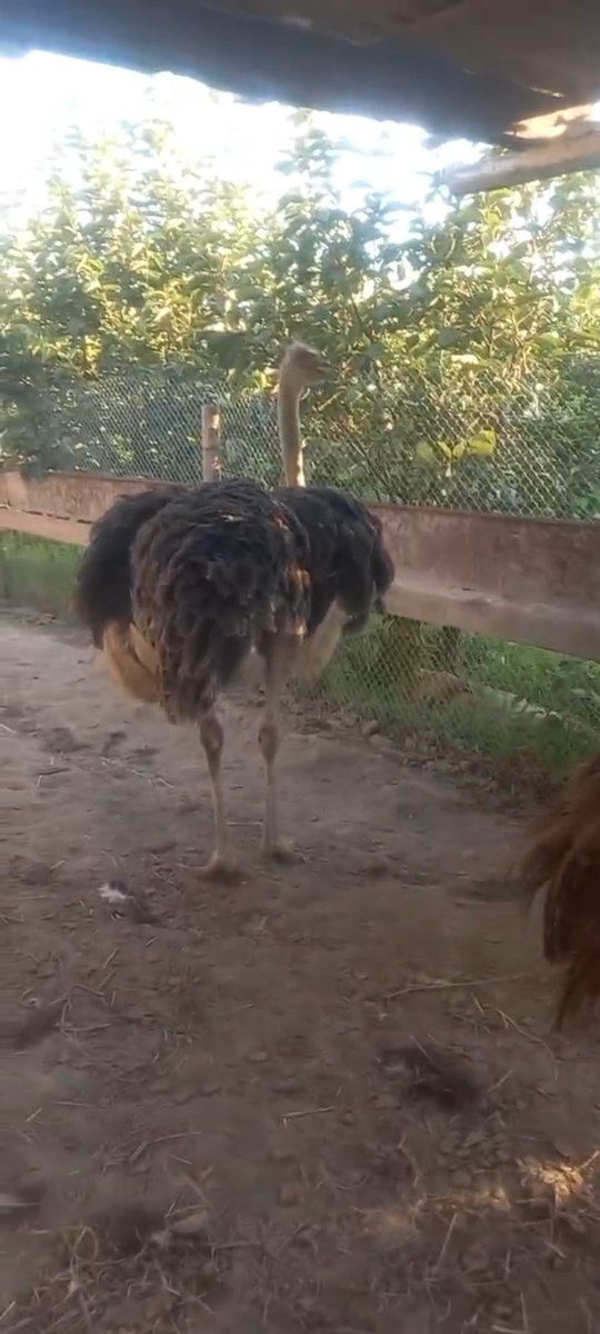 Afrika dəvəquşu və EMU dəvəquşu — Quşlar, Bərdə (5)