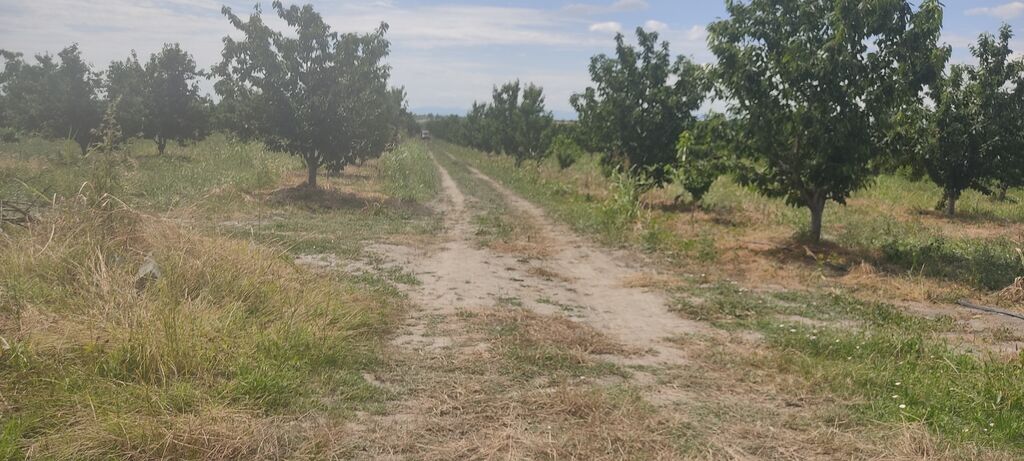 Salam bağ sexsi özümə aitdr bağı barter məsələside var bağı Bakıda — Qida məhsulları, Qusar (2)