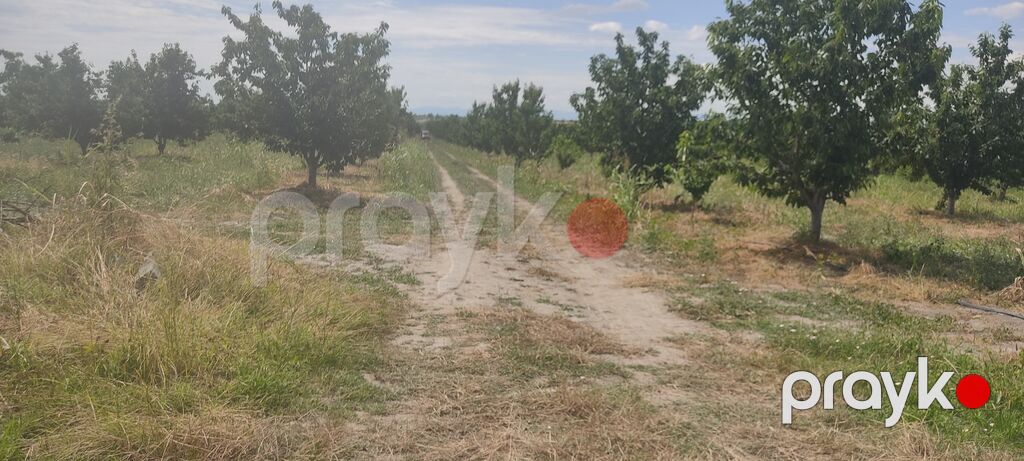 Salam bağ sexsi özümə aitdr bağı barter məsələside var bağı Bakıda — Qida məhsulları, Qusar (2)