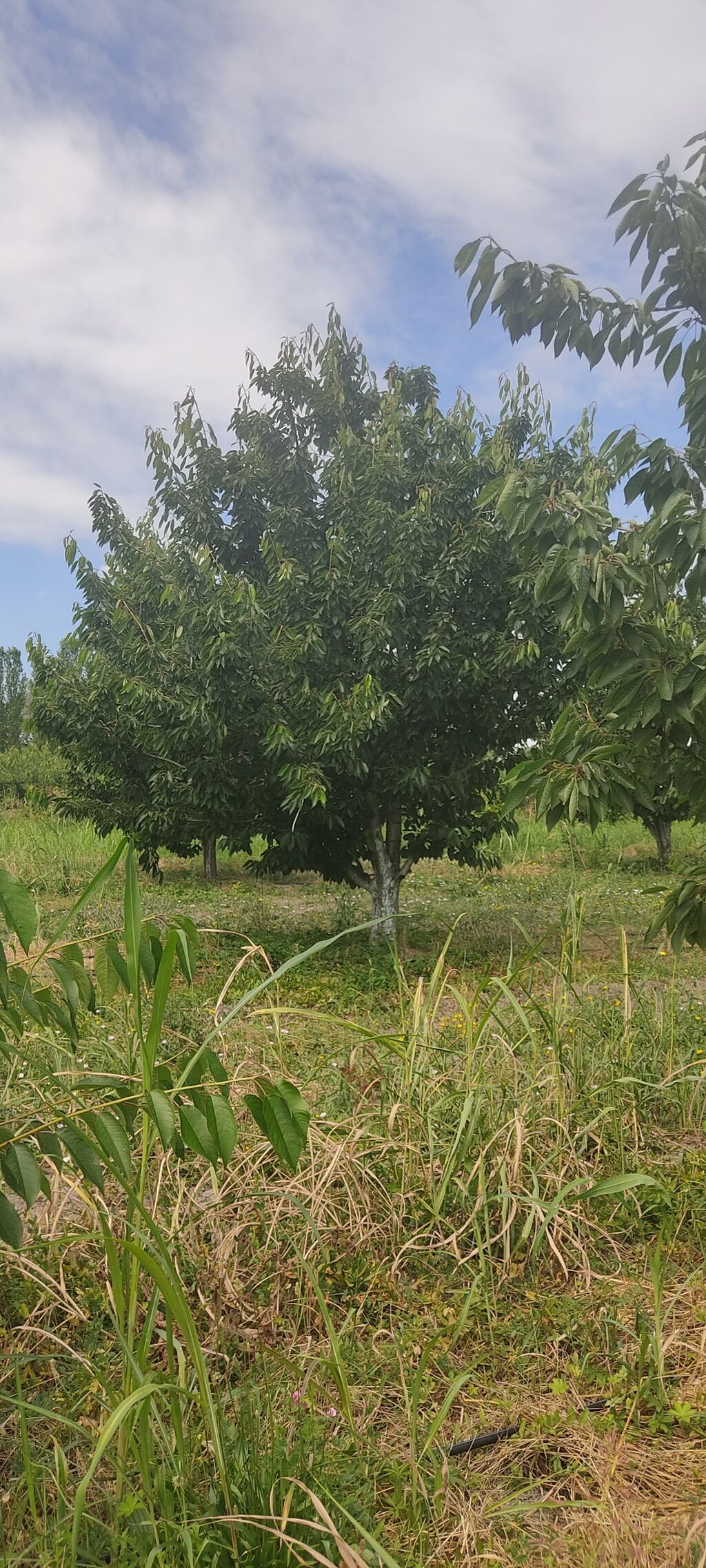 Salam bağ sexsi özümə aitdr bağı barter məsələside var bağı Bakıda — Qida məhsulları, Qusar (6)