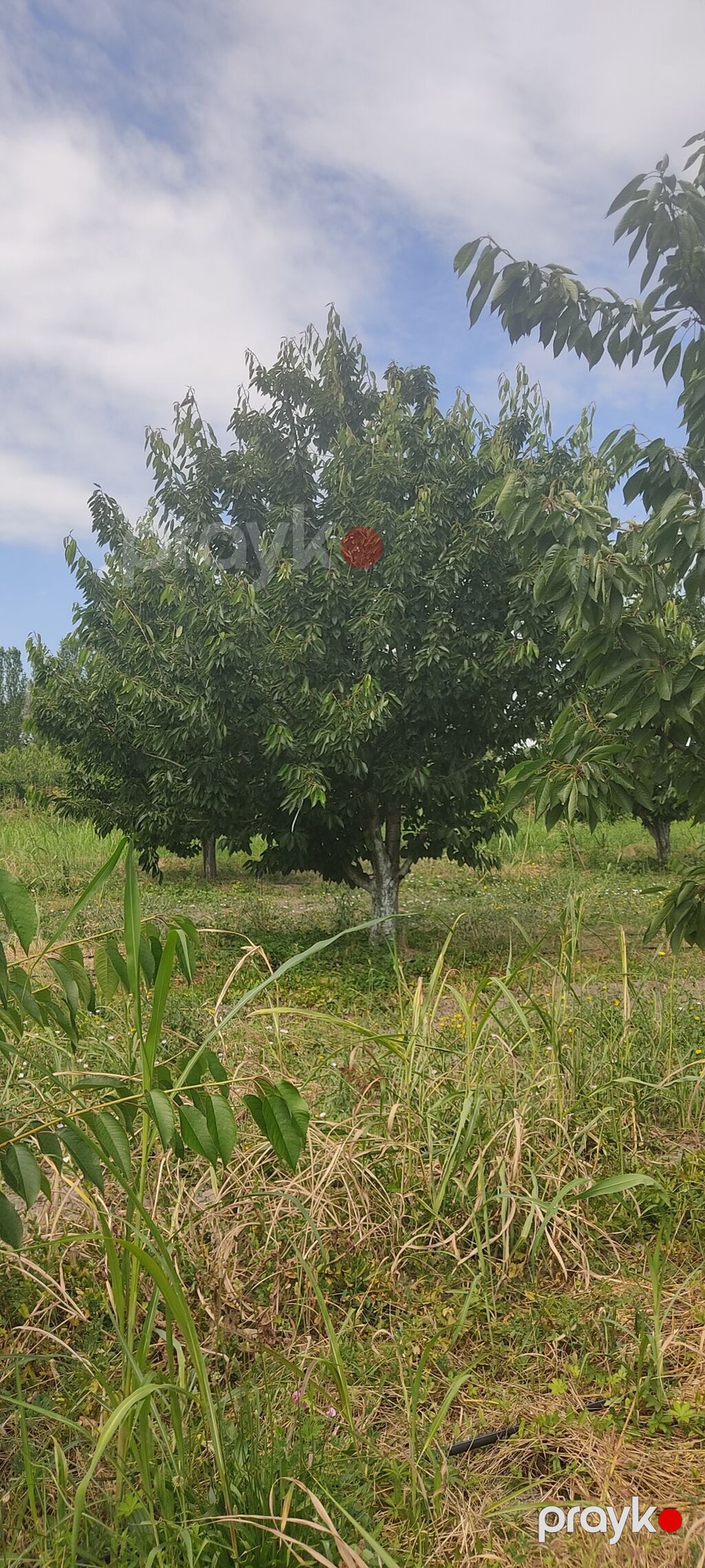 Salam bağ sexsi özümə aitdr bağı barter məsələside var bağı Bakıda — Qida məhsulları, Qusar (6)