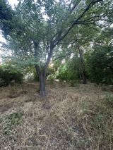 Satılır torpaq 200 sot — Elcan — Land plot