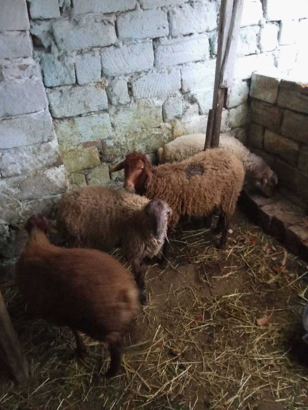 4 dene quzu istəyən olsa yazsın videosunu atım baxın real alıcıya — Heyvanlar, Xırdalan (5)