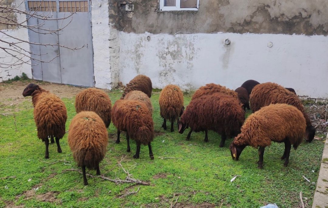 Qala qoyunları — Heyvanlar, Bakı (2)