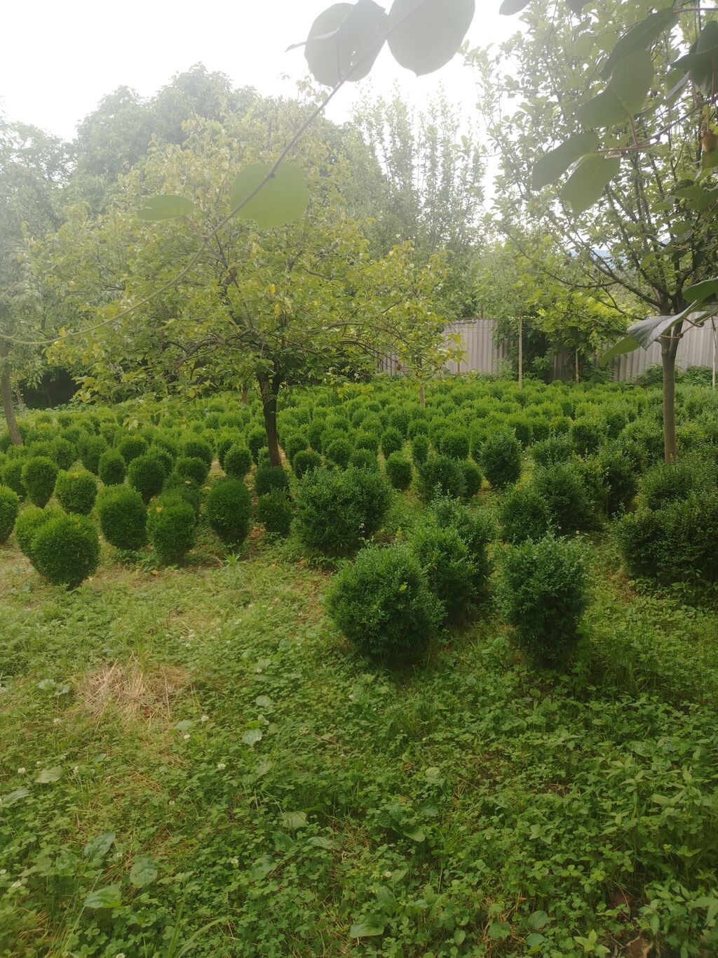 Dekarativ agaclar.balaken rayonundadir.bakiya çatdirilma — Bitkilər, Bakı (2)