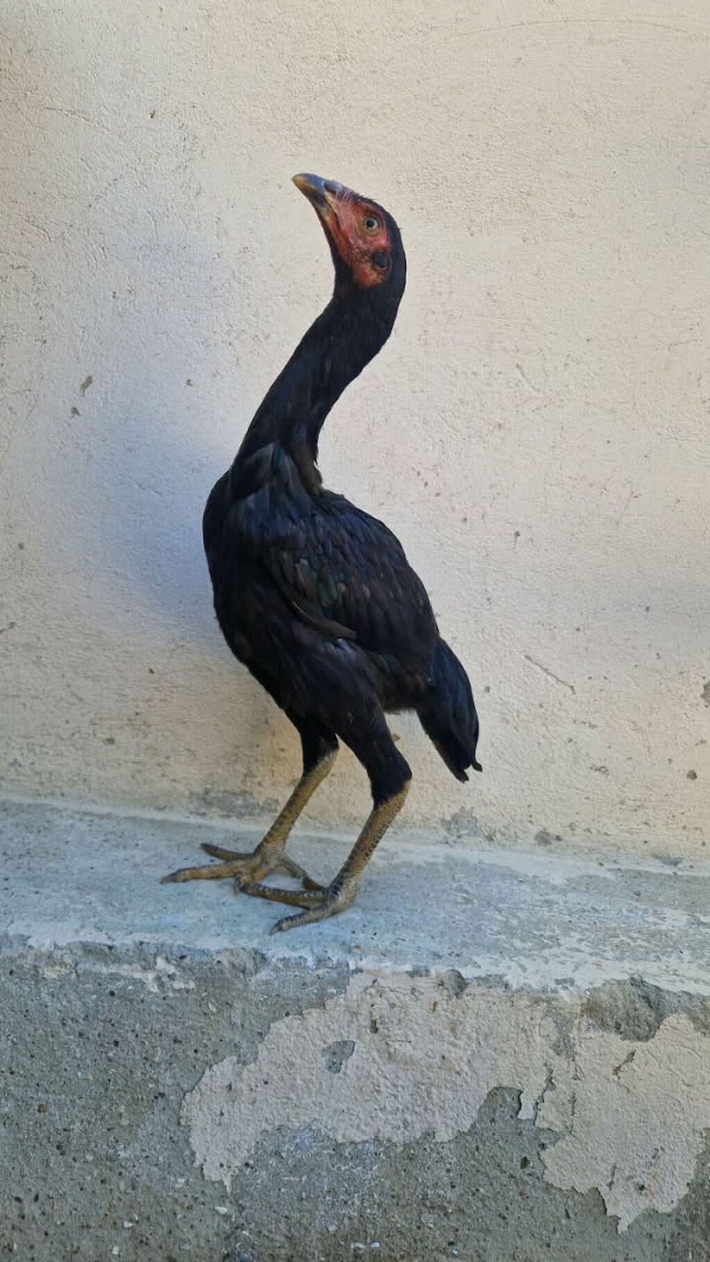 Heyvanlar Balakən-Zaqatala bölgəsində tanınmış xoruzbazın — Quşlar, Bakı (2)