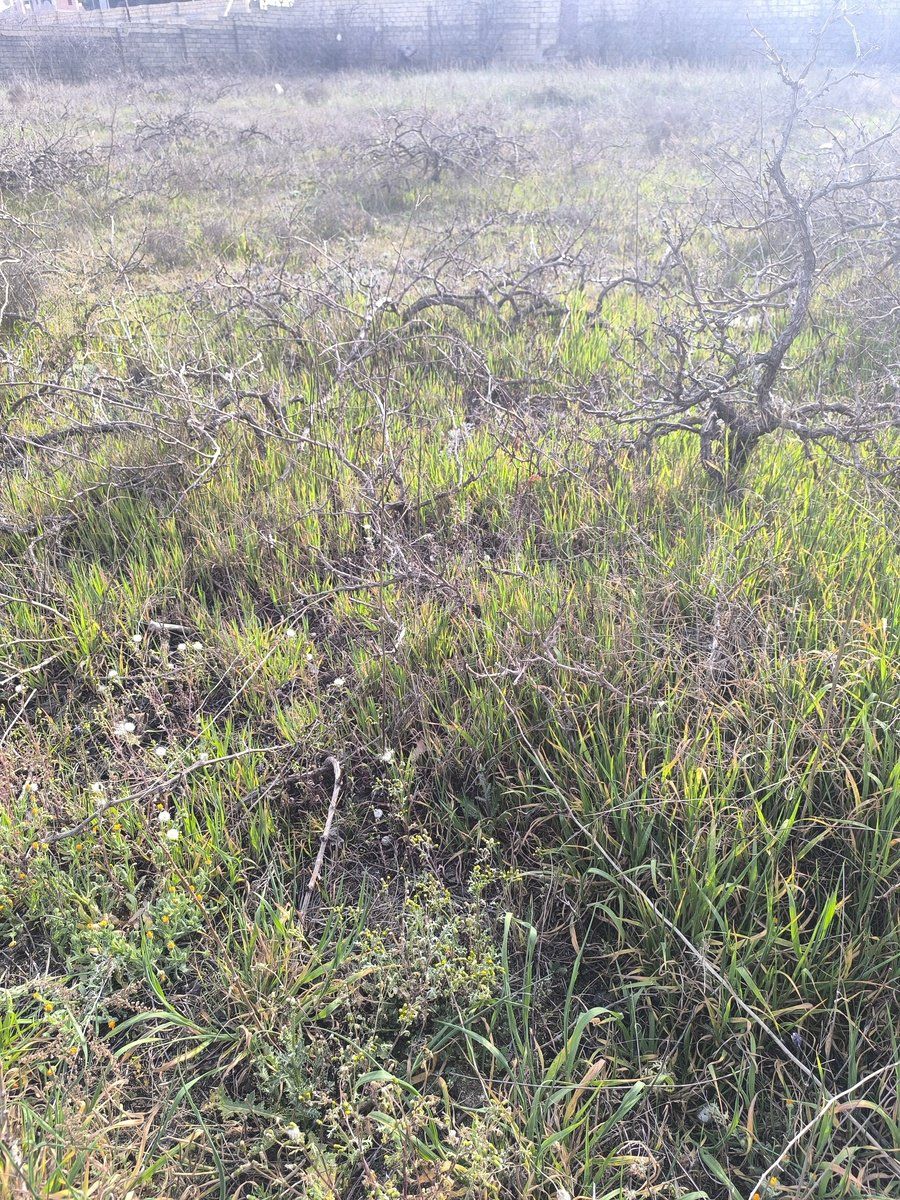 Satılır torpaq 41 sot — Torpaq, Bakı (9)