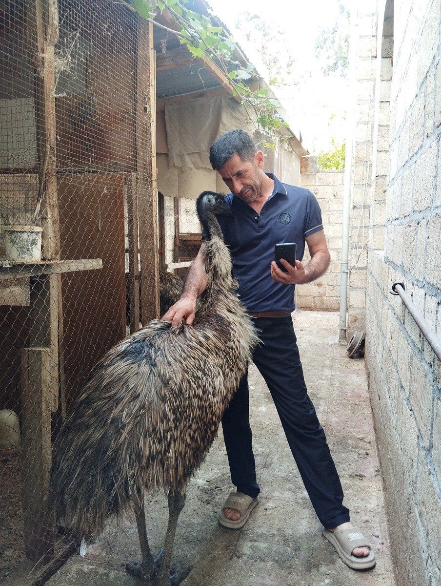 Afrika dəvəquşu və EMU dəvəquşu — Quşlar, Bərdə (2)