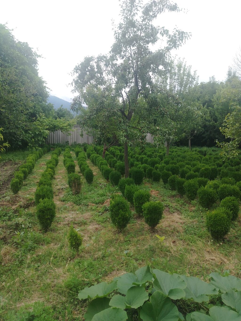 Dekarativ agaclar.balaken rayonundadir.bakiya çatdirilma — Bitkilər, Bakı (4)