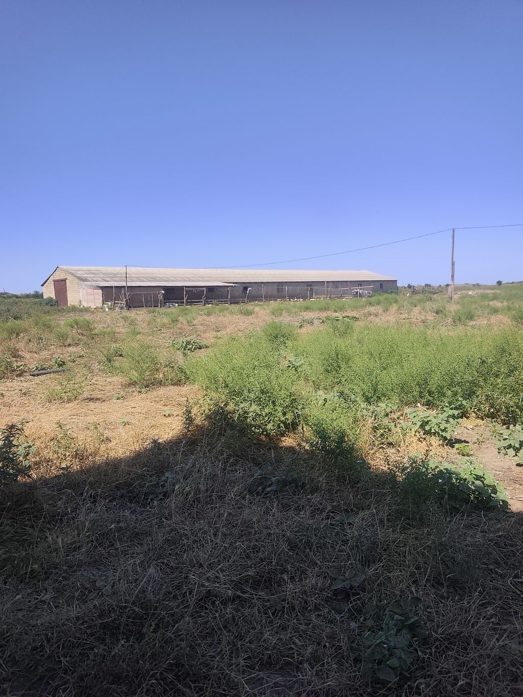 Kənd təsərrüfatı — Torpaq, Şabran (2)