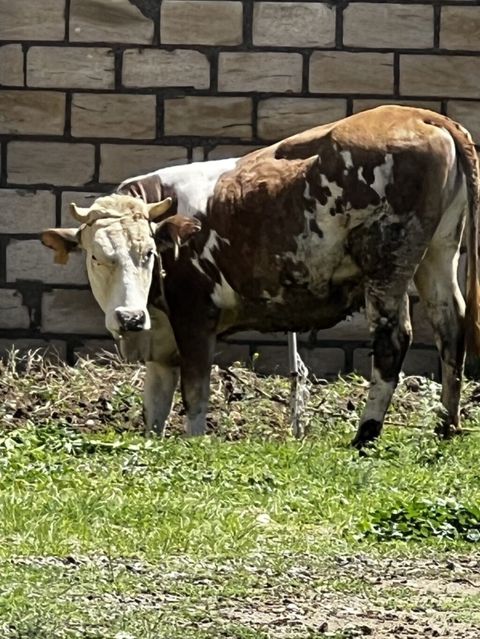 Smental satılır dişi di dogmuyub. Cavabdeehem mala — Goranboy