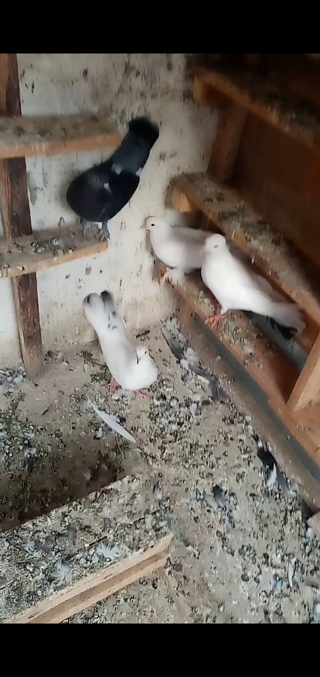 6 dene qusdu biri 2 manatdı quslarda berdededi — Quşlar, Bərdə (3)