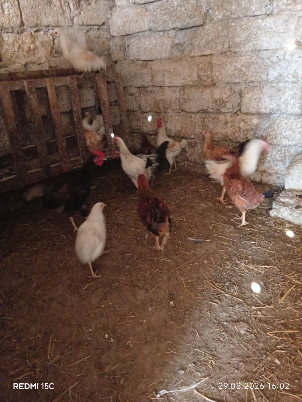 Toyuq, Yumurtalıq — Heyvanlar, Digah (4)