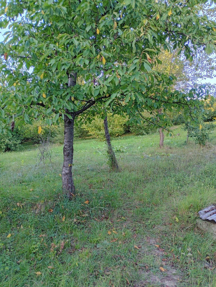 Satılır 4 otaqlı həyət evi/bağ evi 150 m² — Ev, villa, Qusar (7)