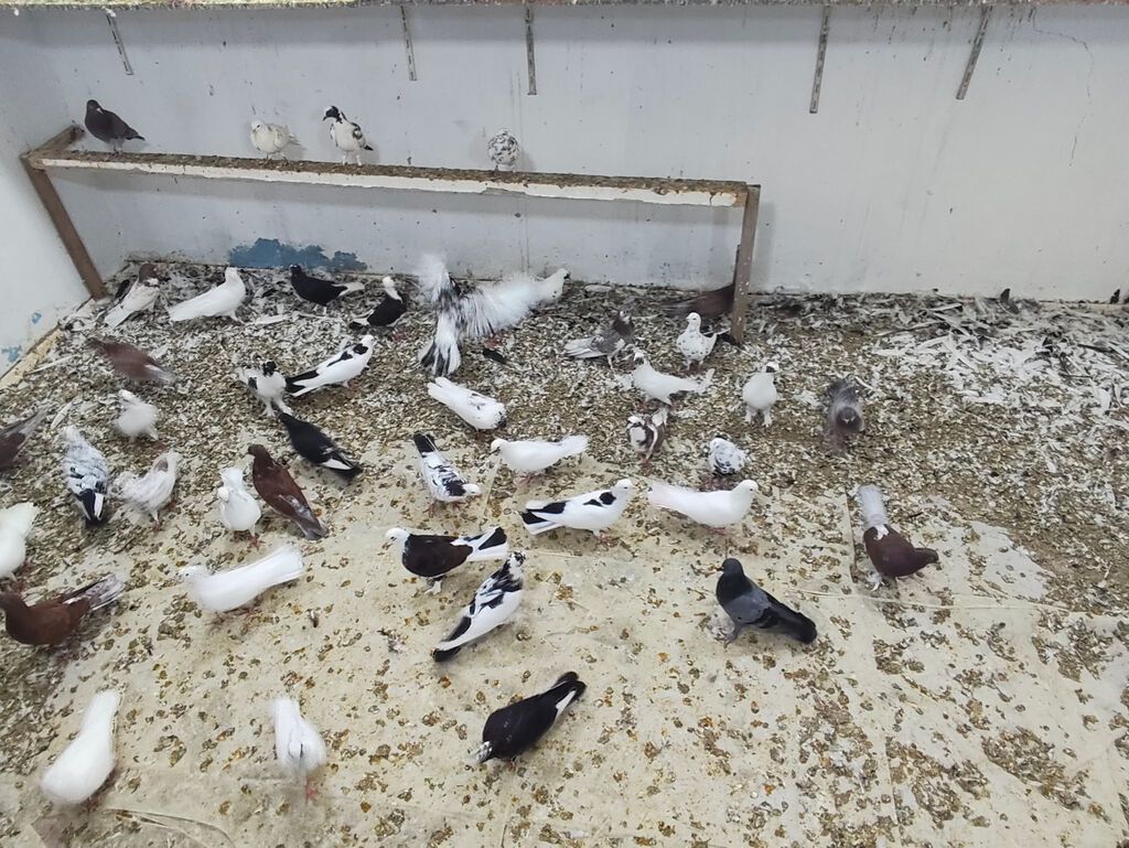 Satılır 4 manatdan hamsi tutulma heyvanlardir unvan Baki rayonlara — Digər heyvanlar, Bakı (3)