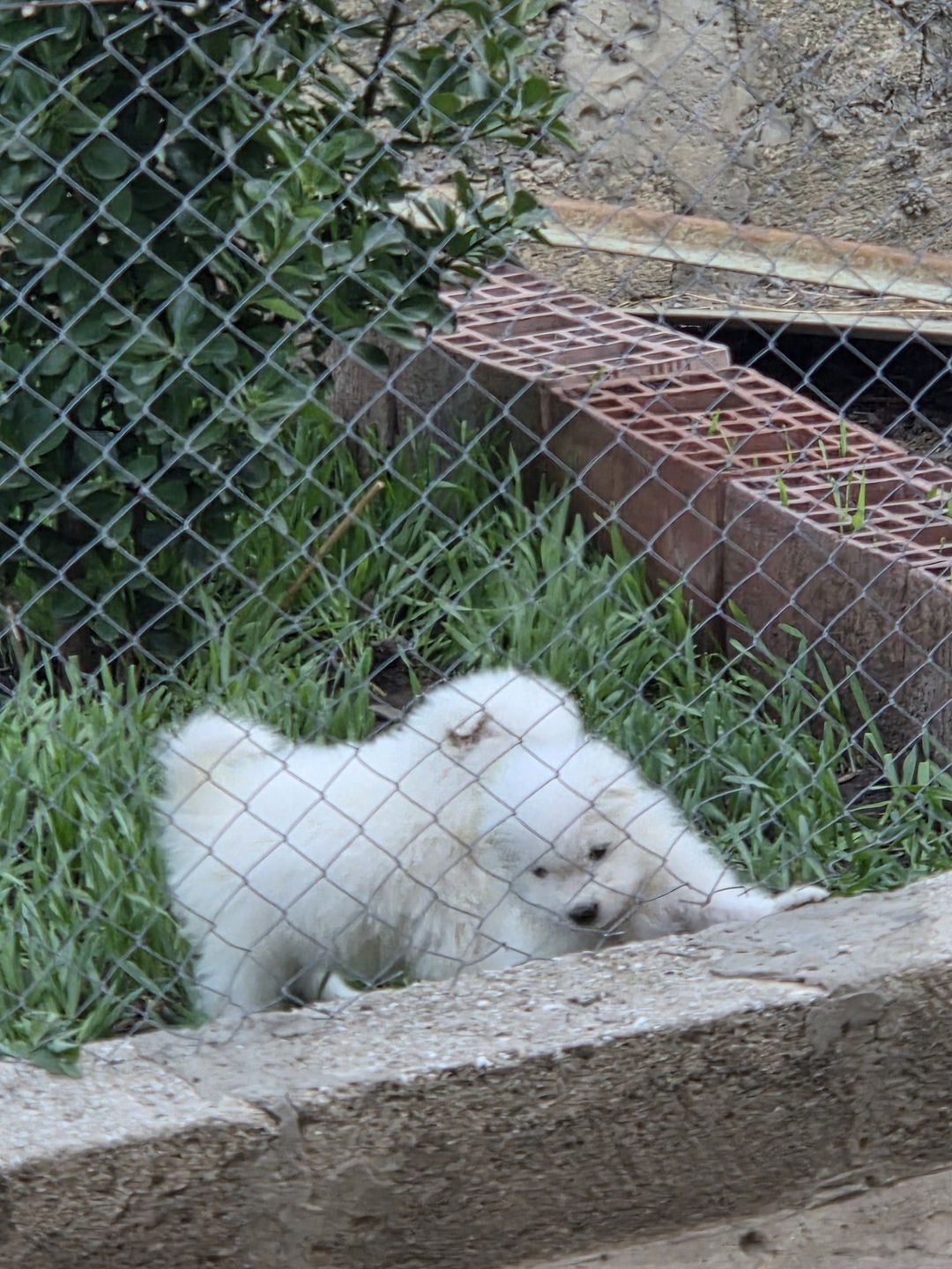 Samoyed — Heyvanlar, Bakı (11)