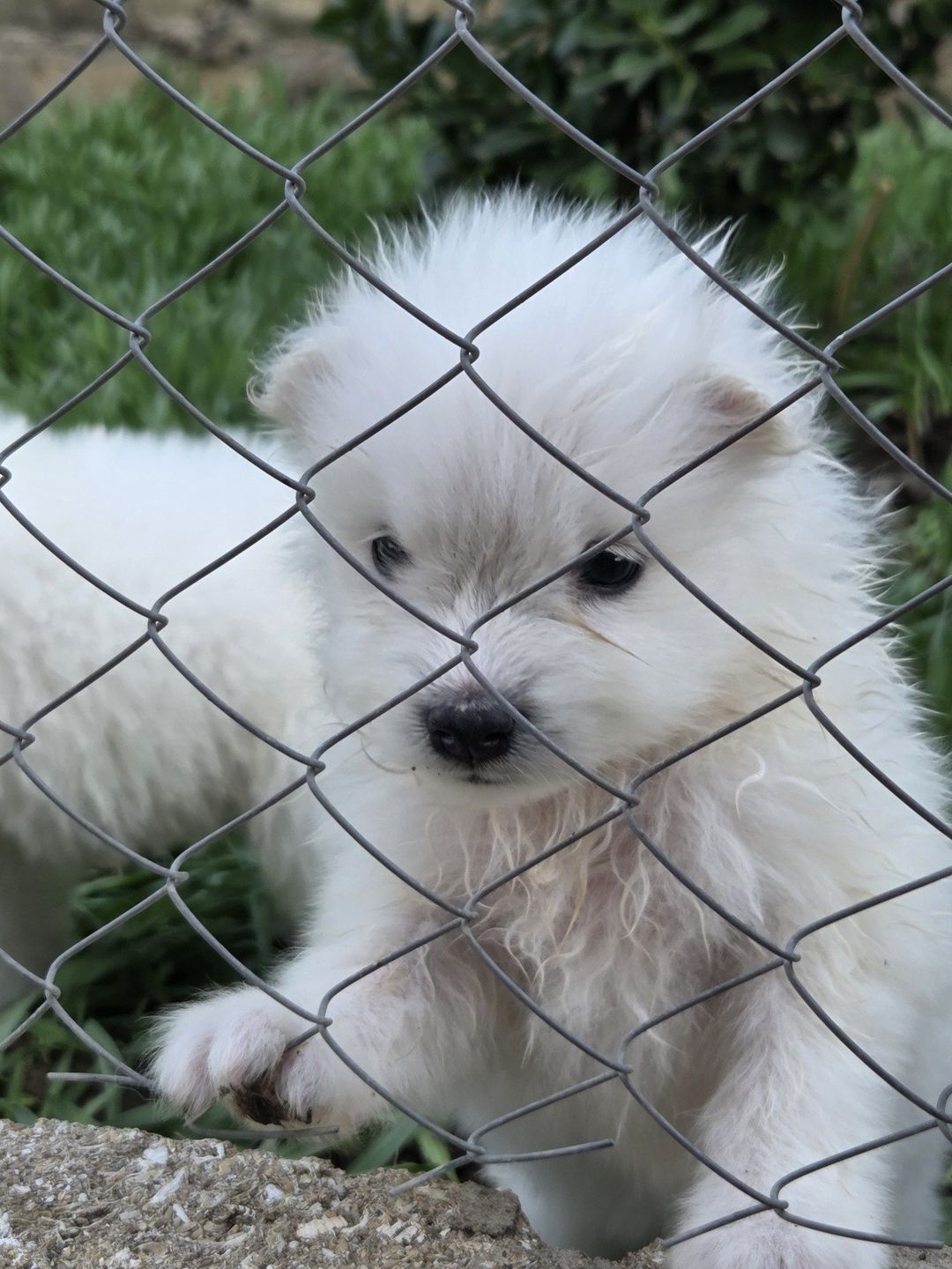 Samoyed — Heyvanlar, Bakı (8)