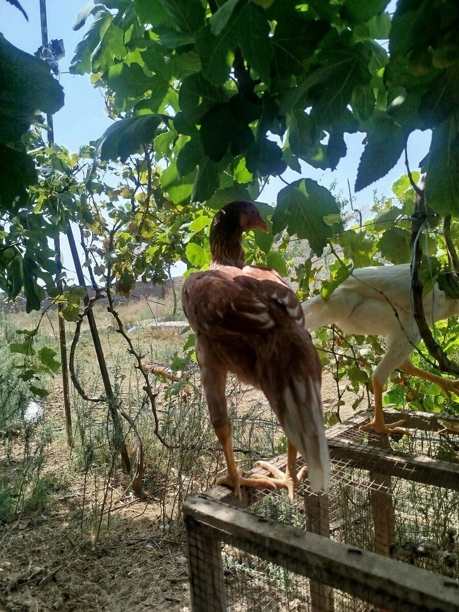 Yaponka quşu — Quşlar, Bakı (2)