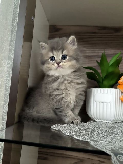 Gümüşü-boz tüklü, uzun tüklü balaca pişik balası. Yumru böyük mavi — Bakı