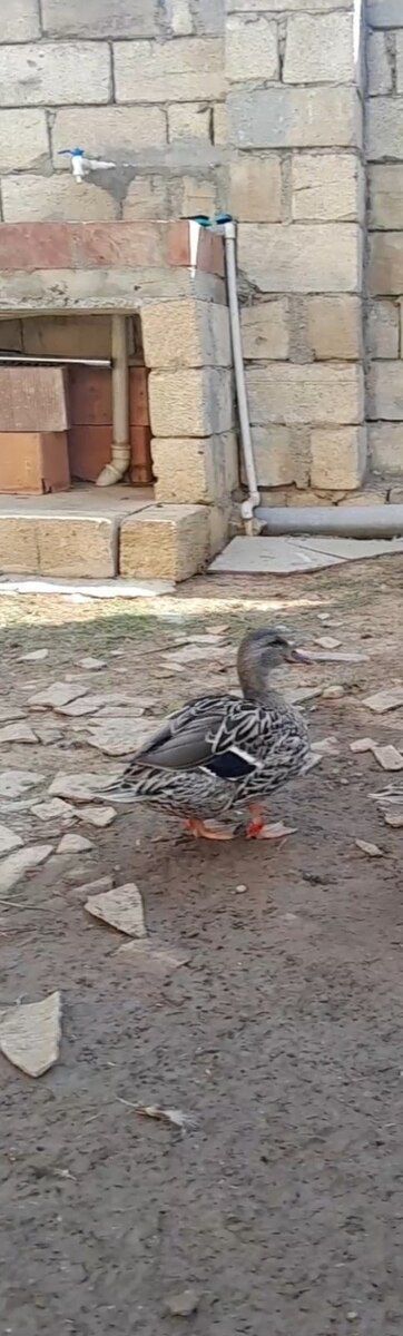 Çöl ördəkləri — Quşlar, Masallı (2)