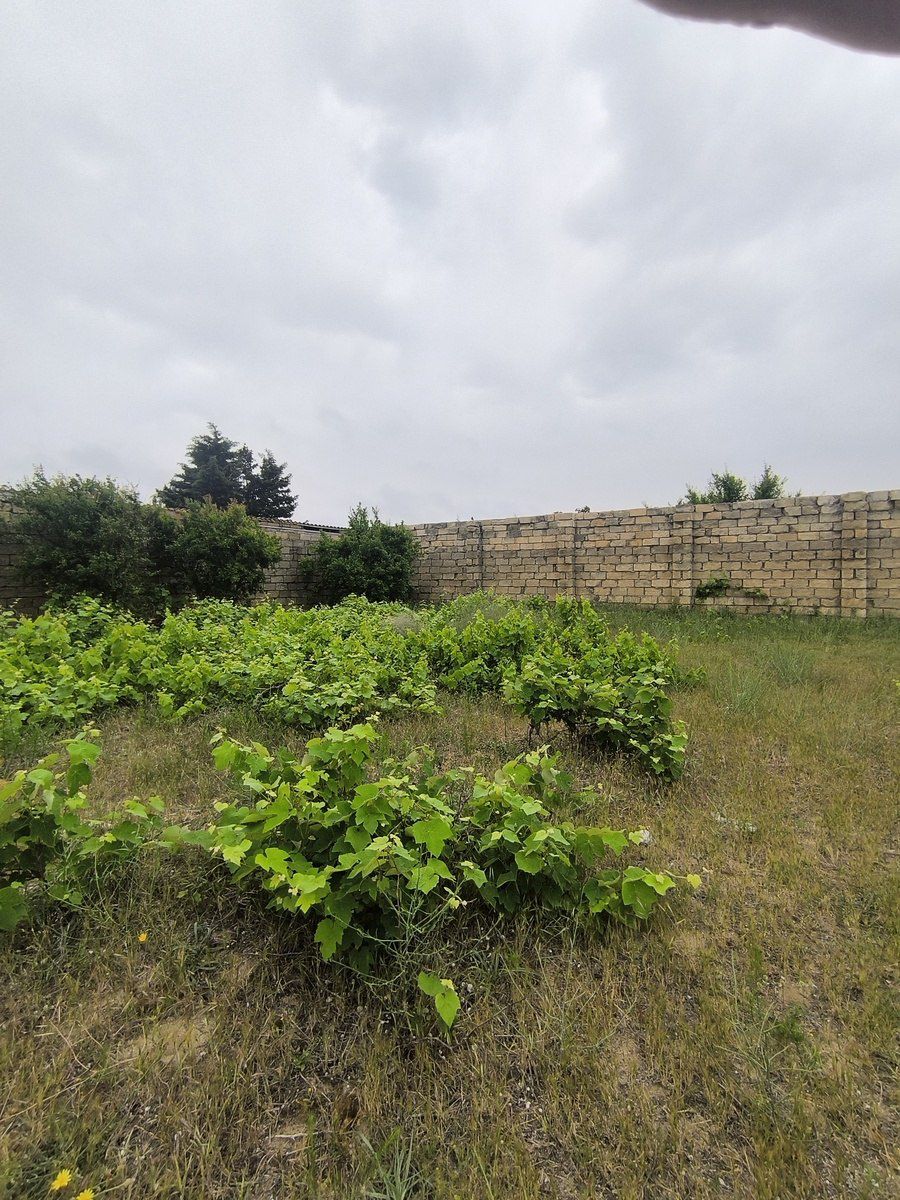 Satılır torpaq 500 sot — Torpaq, Bakı (7)