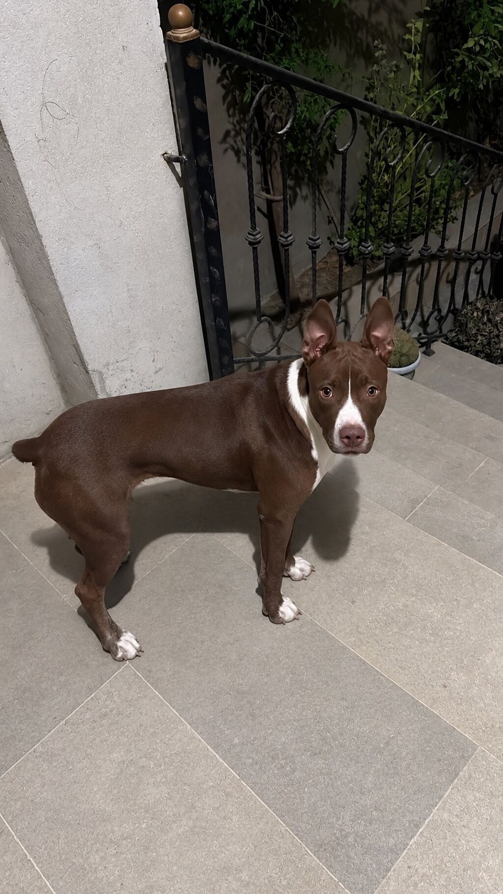 Pitbul, 5 ay, Erkək, Peyvəndli — Heyvanlar, Digah (2)