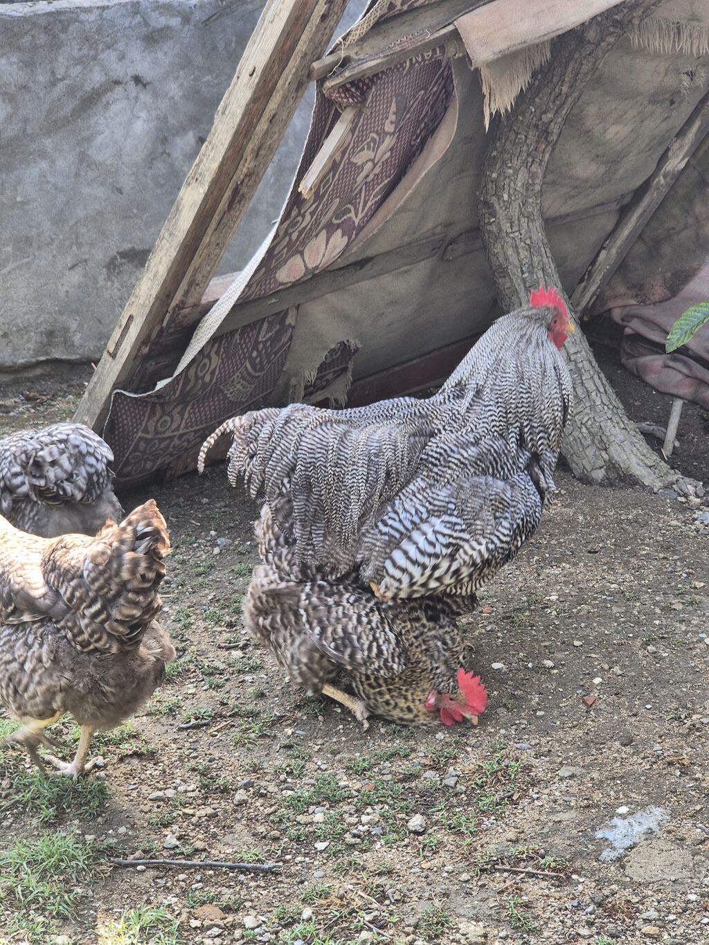 Toyuq, Yumurtalıq, Ödənişli çatdırılma — Heyvanlar, Bakı (2)