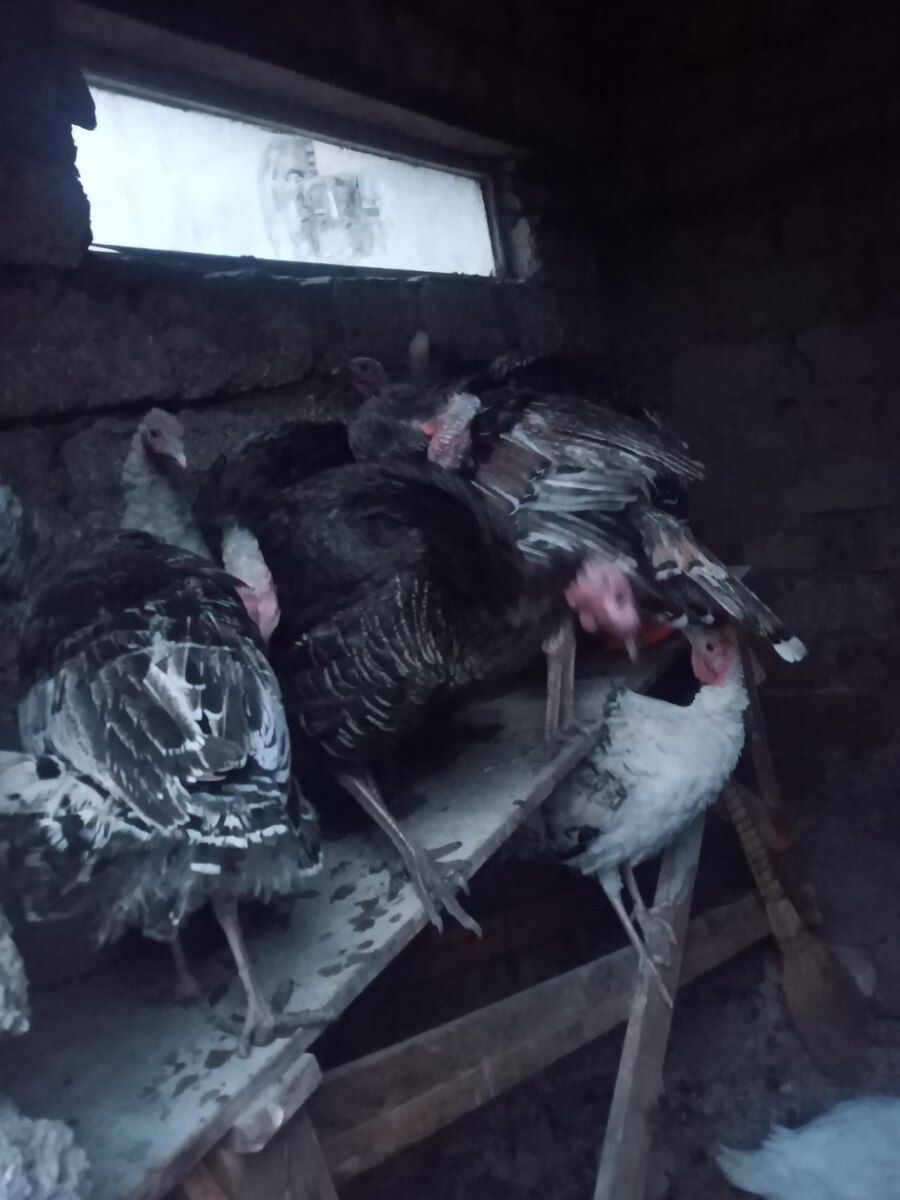 Hinduşka və toyuqlar — Quşlar, Bakı (4)