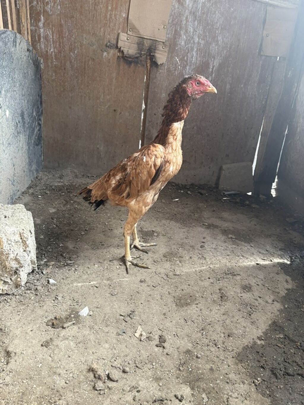 Salam heyrati fərə satılır 10 aylığdı Cinsi yapon brazil — Heyvanlar, Bakı (2)