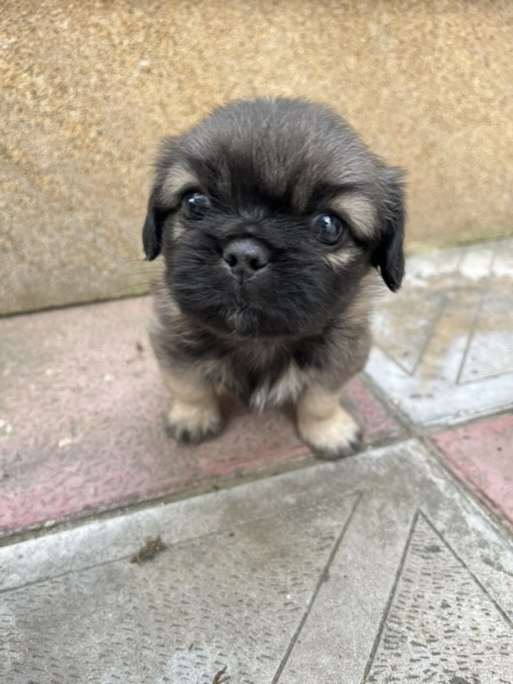 Pekines, Peyvəndli — Heyvanlar, Xırdalan (4)