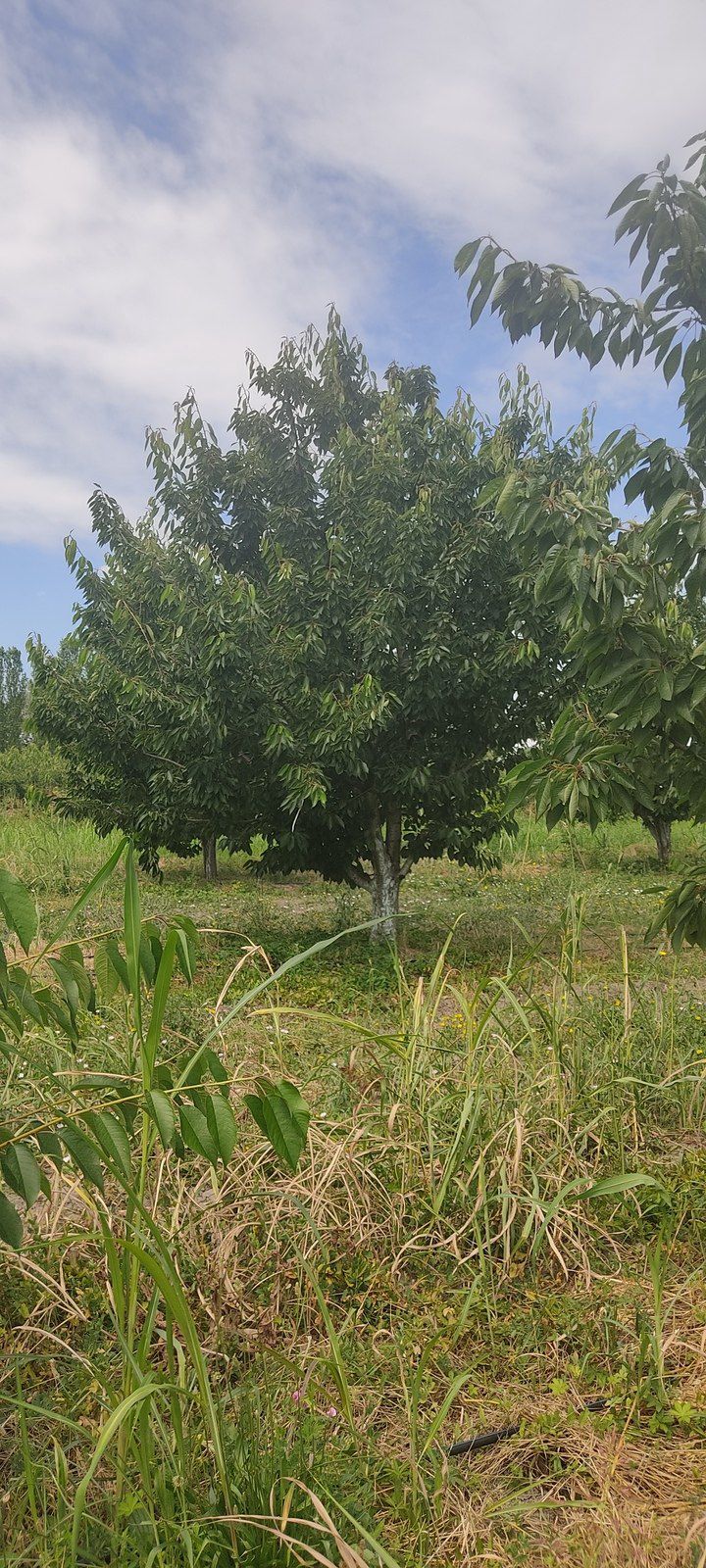 Satılır torpaq 231 sot — Torpaq, Qusar (5)