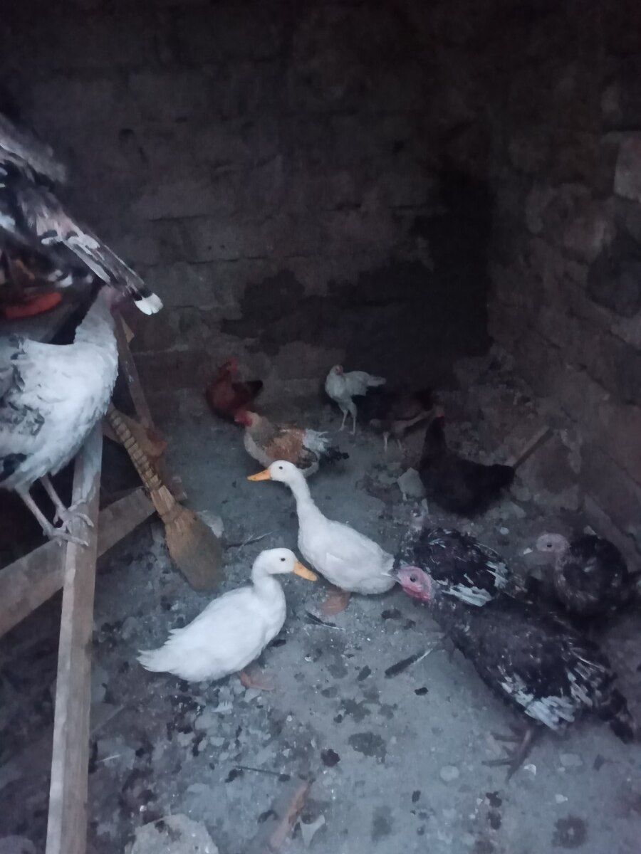 Hinduşka və toyuqlar — Quşlar, Bakı (2)
