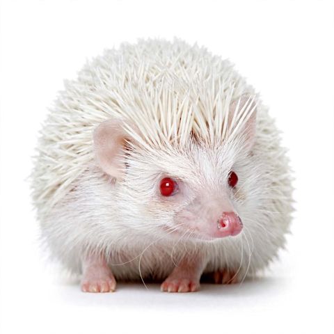 Albino ev kirpisi — Bakı