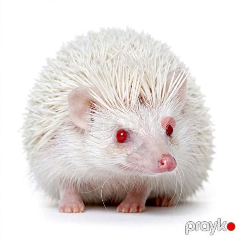 Albino ev kirpisi — Bakı