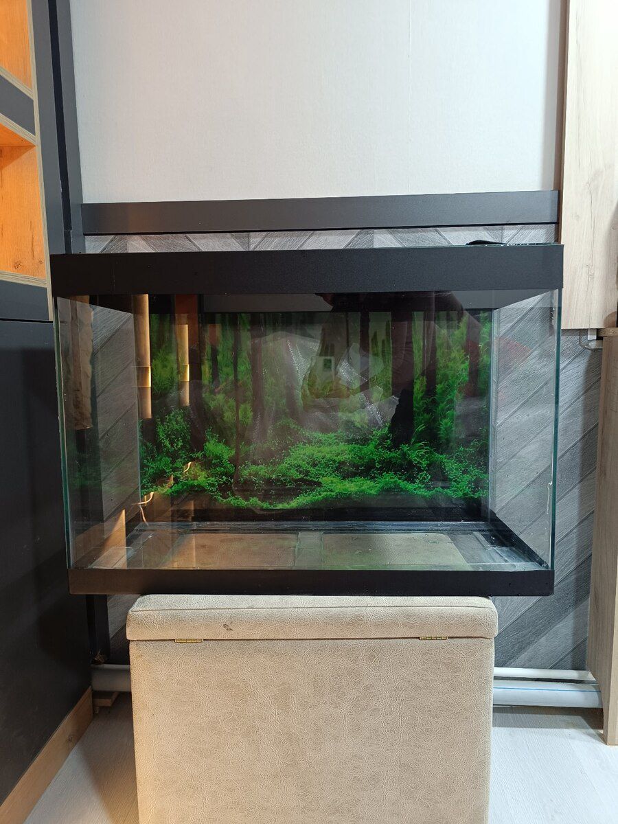 Akvarium — Akvariumlar və balıqlar, Bakı (7)