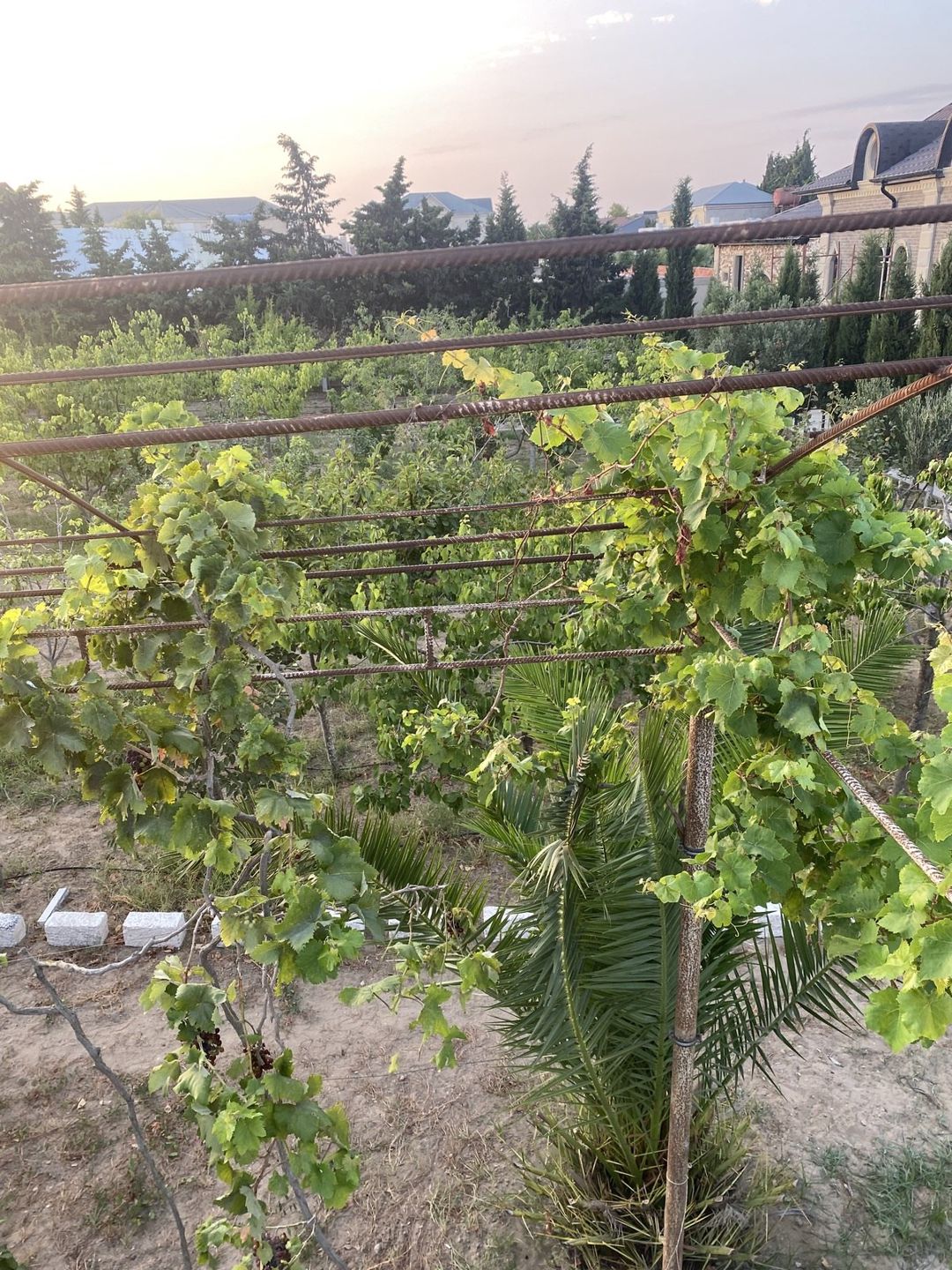 Satılır torpaq 7 sot — Torpaq, Bakı (7)