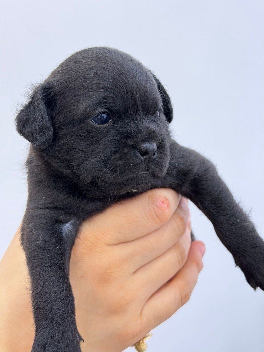 Pekines balası — Heyvanlar, Gəncə (2)
