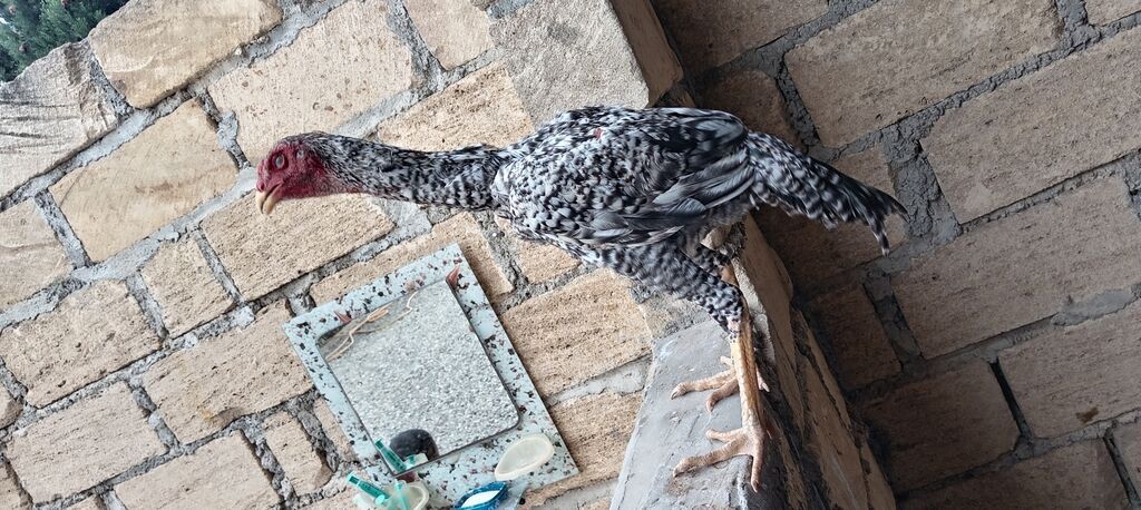 Heyratı pley mut satlır — Heyvanlar, Samux (3)