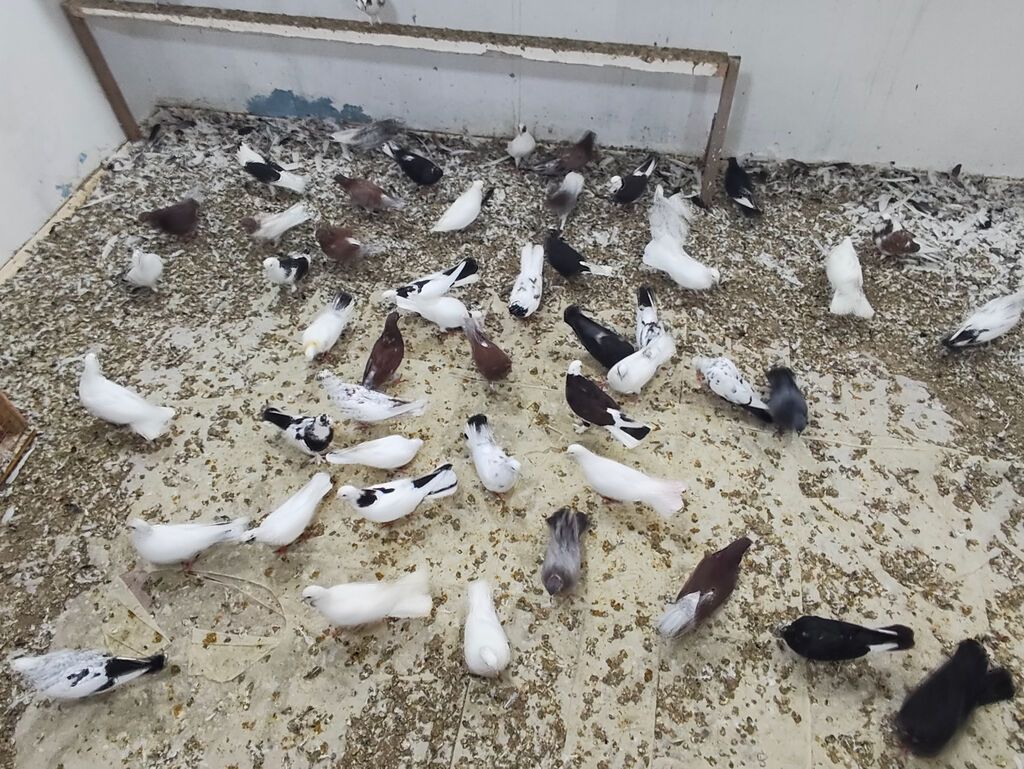 Satılır 4 manatdan hamsi tutulma heyvanlardir unvan Baki rayonlara — Digər heyvanlar, Bakı (6)