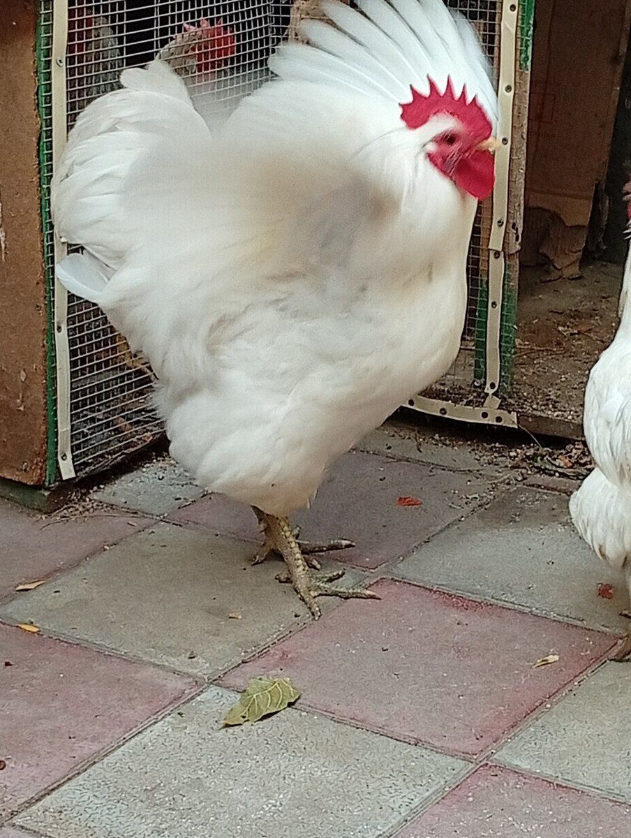 Avstralorp fərəsi — Quşlar, Bakı (5)
