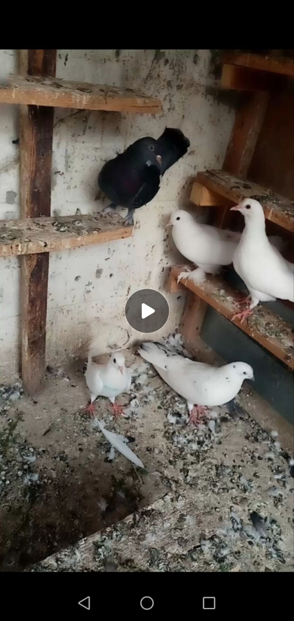 6 dene qusdu biri 2 manatdı quslarda berdededi — Quşlar, Bərdə (2)