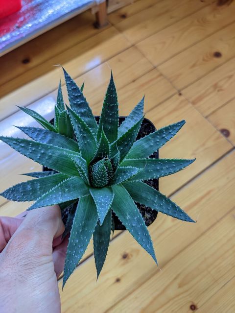 Aloe Aristata. Tam sağlam, problemsiz. Baxımı çox sadə. Torpaq — Sumqayıt